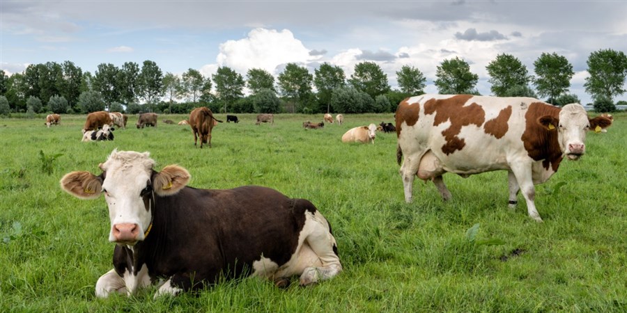 Bericht Nieuwe impuls voor extensivering veehouderij rond natuurgebieden   bekijken